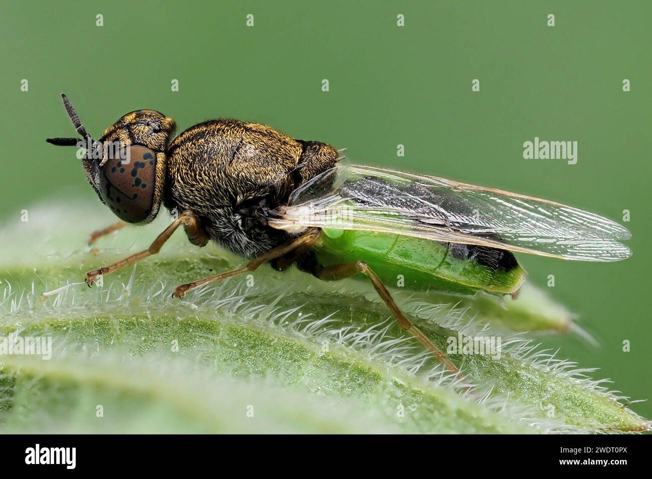 Soldato comune Green Colonel vola (Oplodontha viridula) sul lato inferiore della foglia vegetale. Tipperary, Irlanda Foto Stock