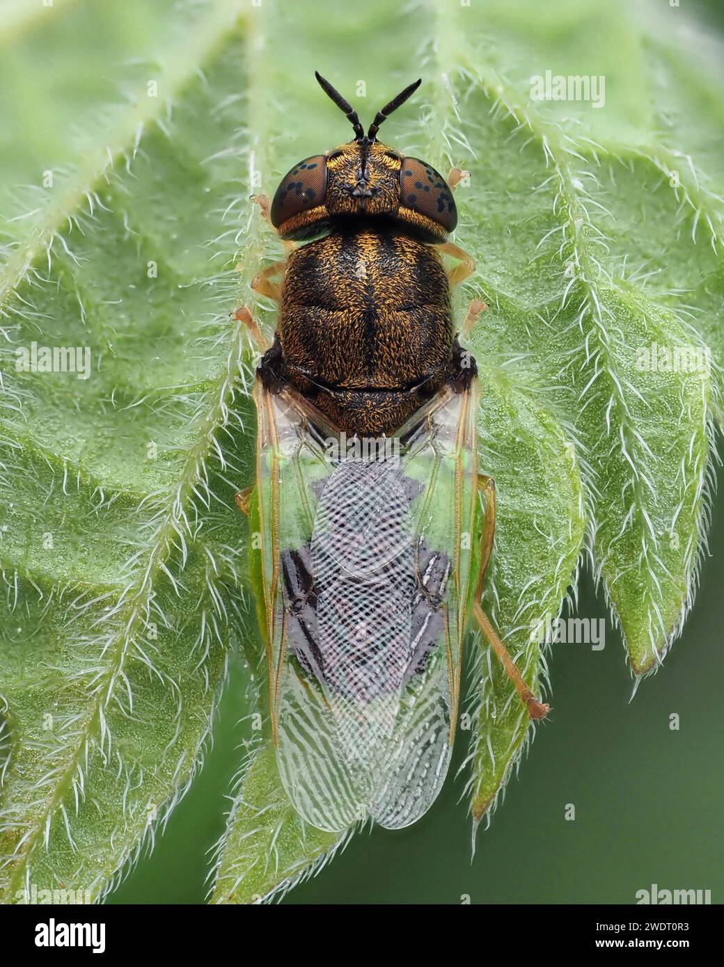 Vista dorsale del Common Green Colonel Soldier Fly (Oplodontha viridula) sul lato inferiore della foglia vegetale. Tipperary, Irlanda Foto Stock