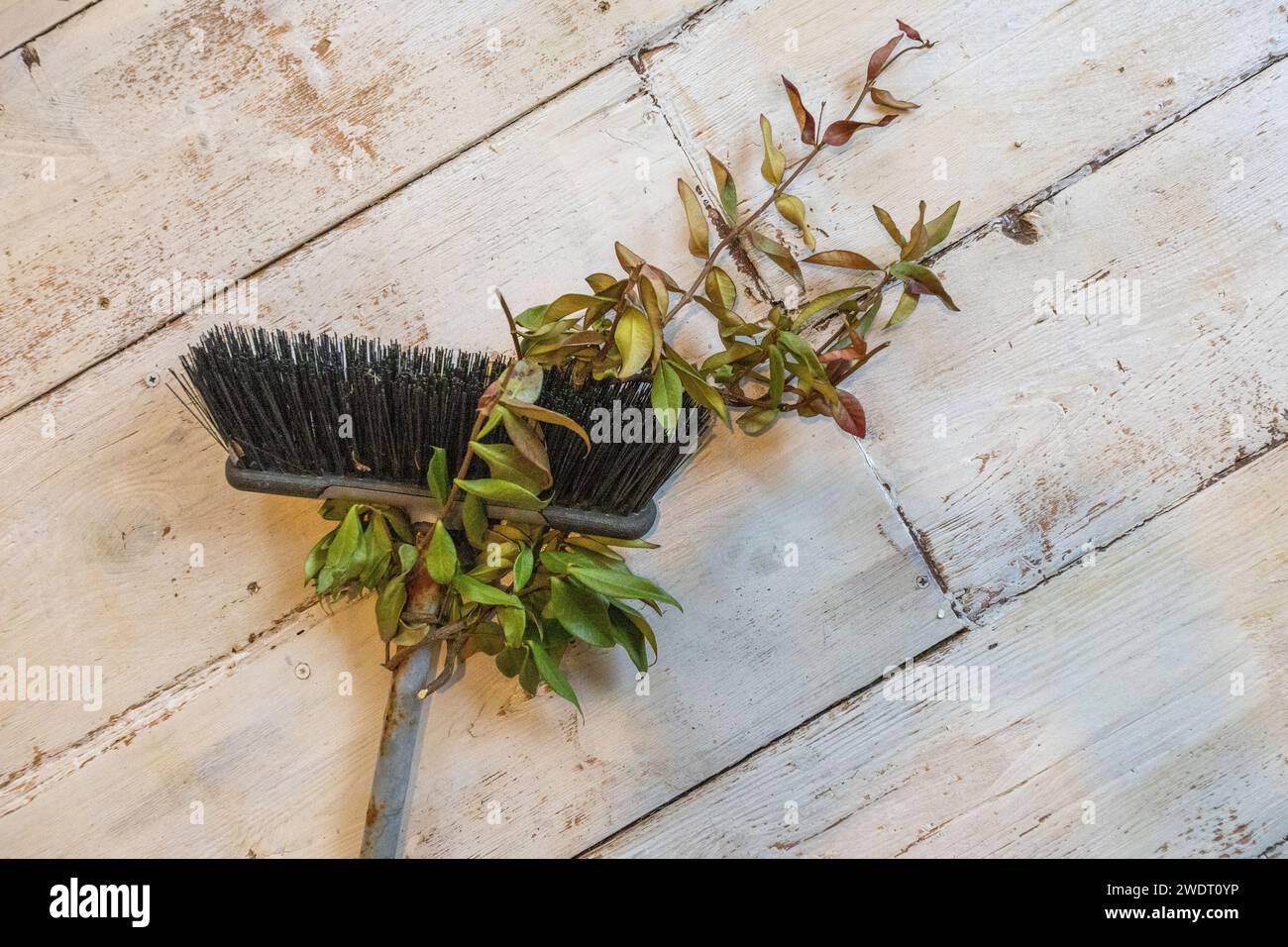 Una scopa a setole di plastica nera con uno spruzzo di una pianta rampicante che si è sviluppata intorno al manico ed entrambe posato su pavimenti verniciati di bianco. Foto Stock