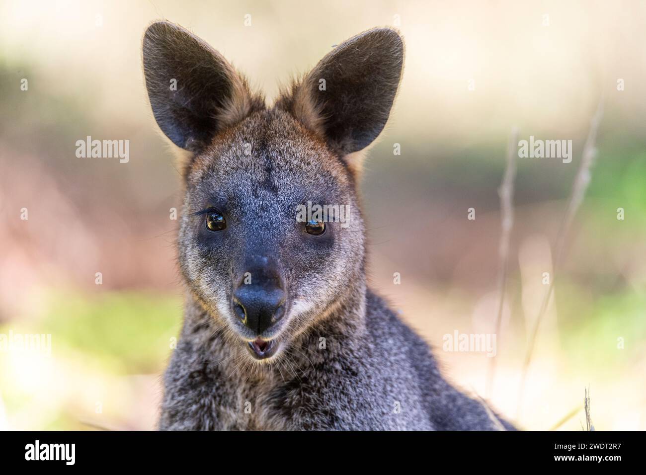 Wallaby palude (Wallabia bicolor), un piccolo macropode marsupiale dell'Australia orientale Foto Stock