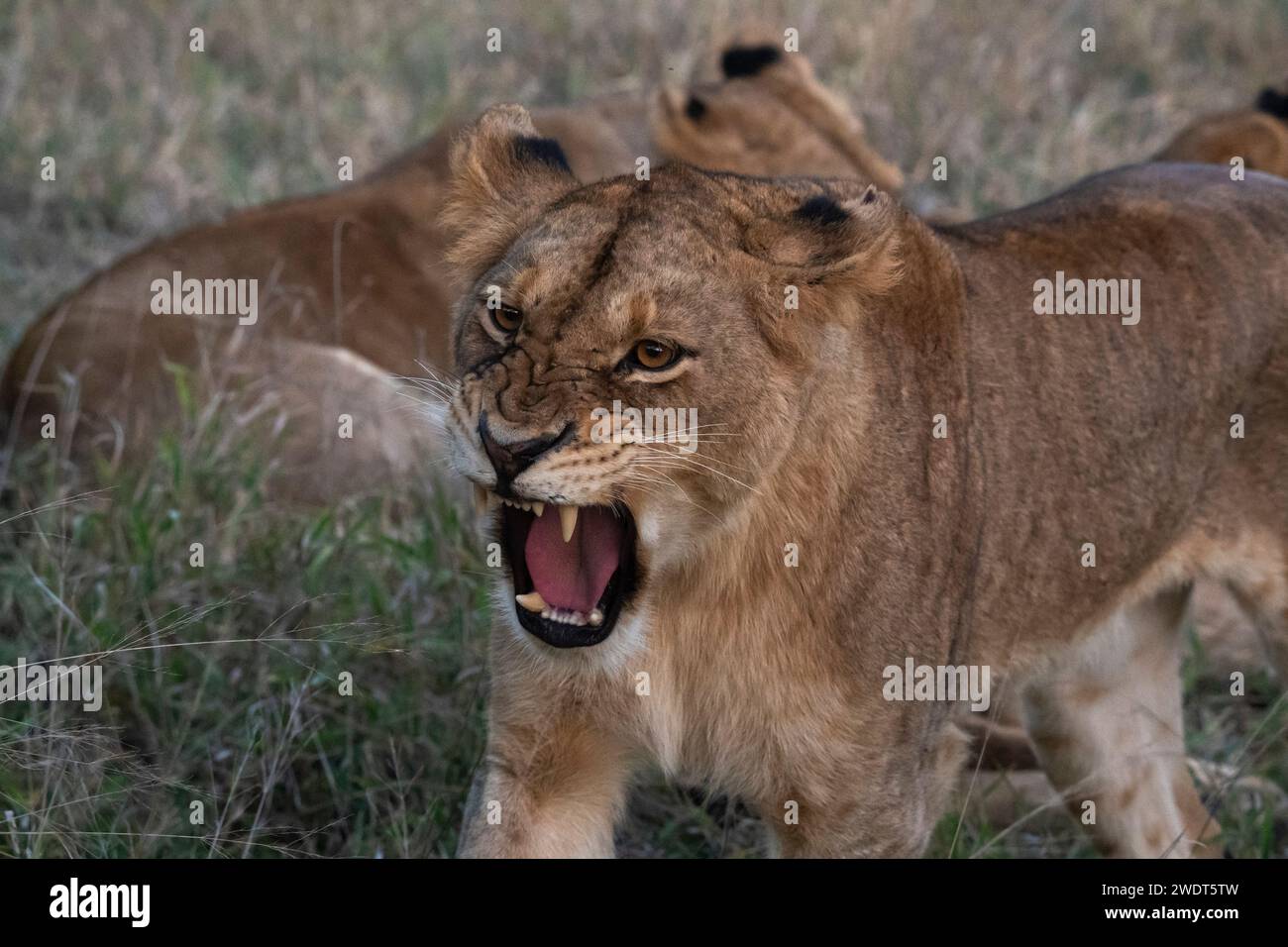 Lioness (Panthera leo), Sabi Sands Game Reserve, Sudafrica, Africa Foto Stock