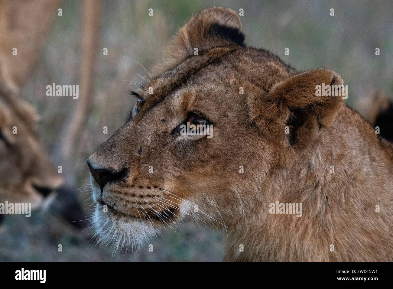 Lioness (Panthera leo), Sabi Sands Game Reserve, Sudafrica, Africa Foto Stock