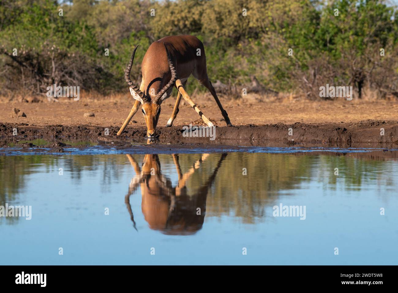Impala (Aepyceros melampus) bere alla pozza d'acqua, riserva di caccia di Mashatu, Botswana, Africa Foto Stock
