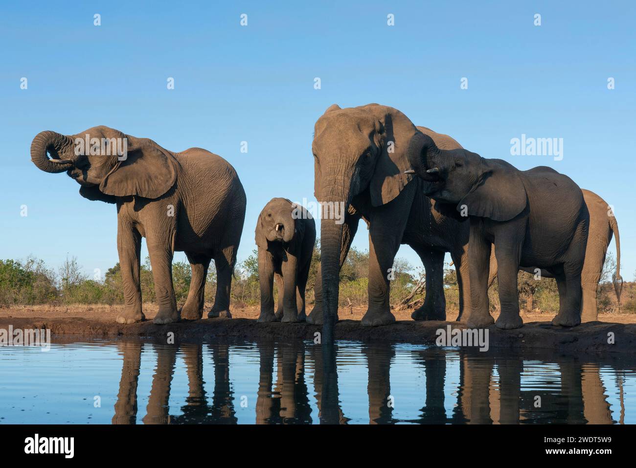 Elefanti africani (Loxodonta africana) che bevono alla pozza d'acqua, riserva di caccia di Mashatu, Botswana, Africa Foto Stock
