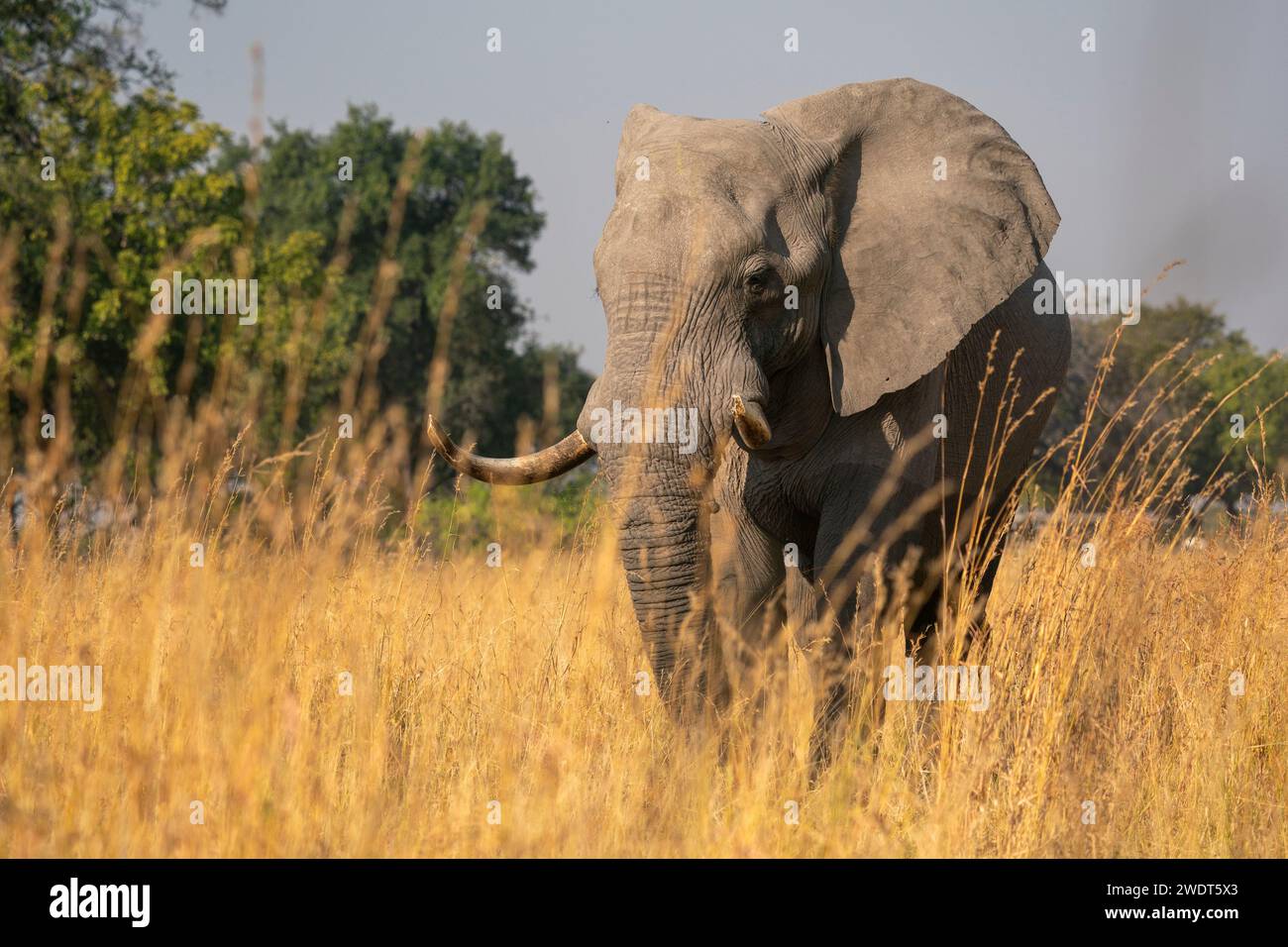 Elefante africano (Loxodonta africana), Okavango Delta, Botswana, Africa Foto Stock