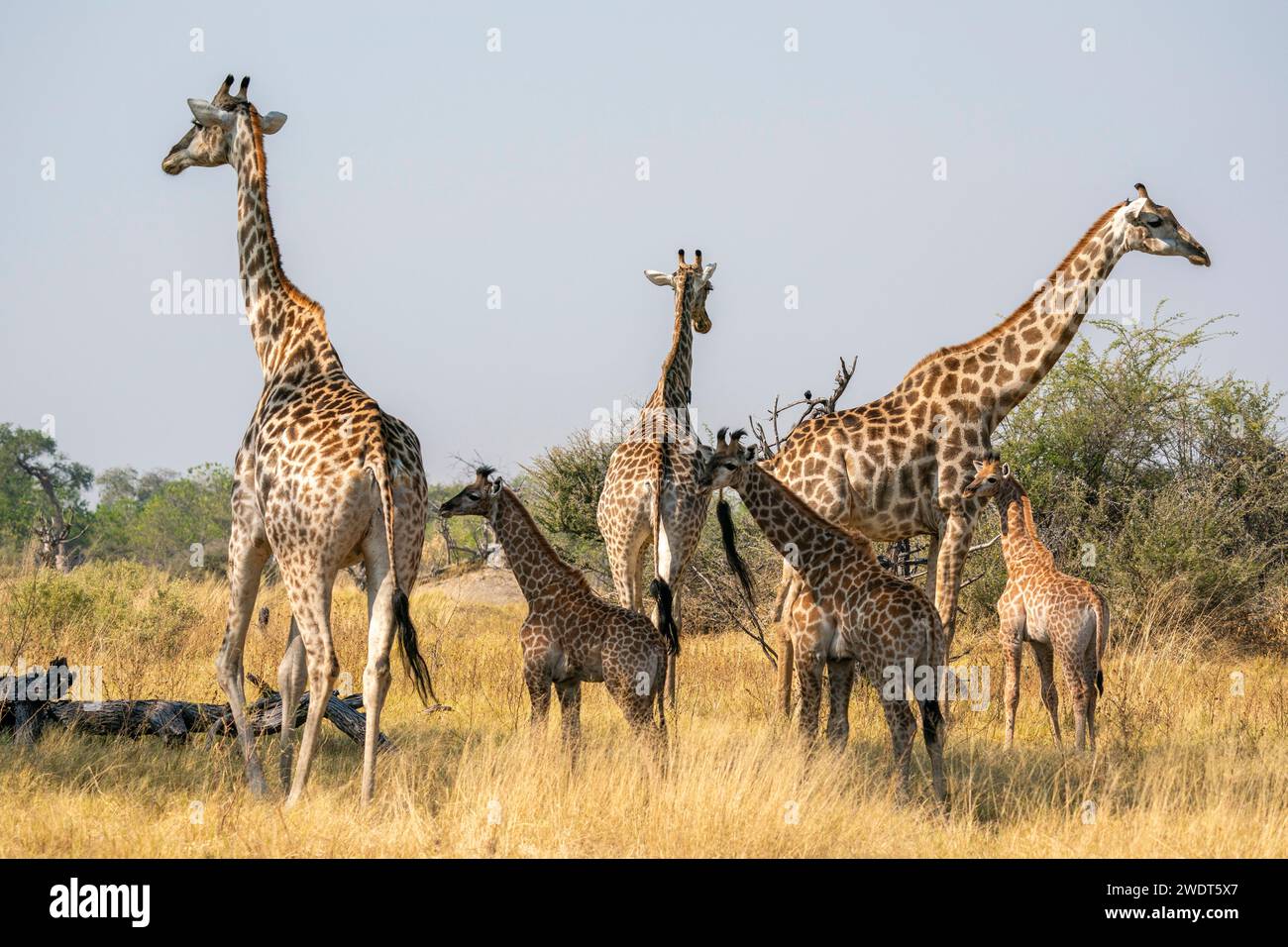 Giraffe (Giraffa camelopardalis) e vitelli, Delta dell'Okavango, Botswana, Africa Foto Stock