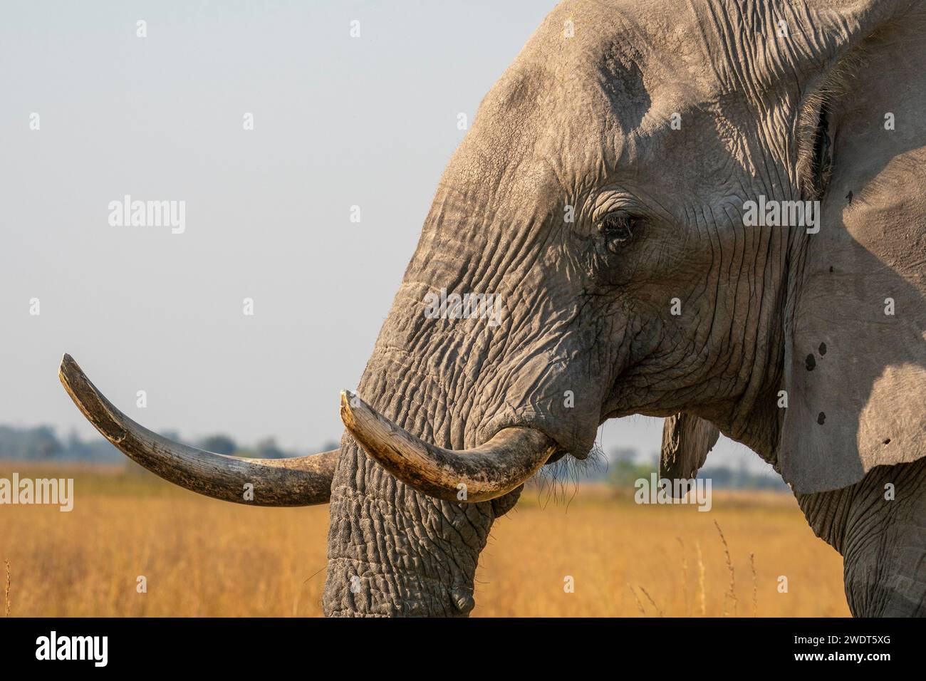 Ritratto di un elefante africano (Loxodonta africana), Delta dell'Okavango, Botswana, Africa Foto Stock