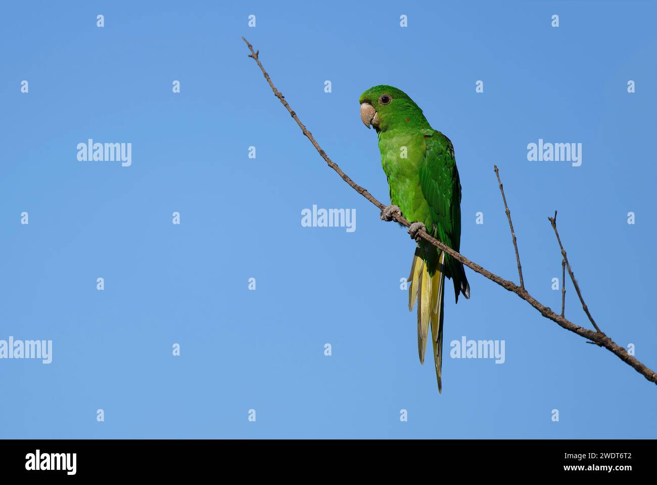 Parakeet dagli occhi bianchi (Psittacara leucophthalmus) su un ramo, Parco Nazionale della Serra da Canastra, Minas Gerais, Brasile, Sud America Foto Stock