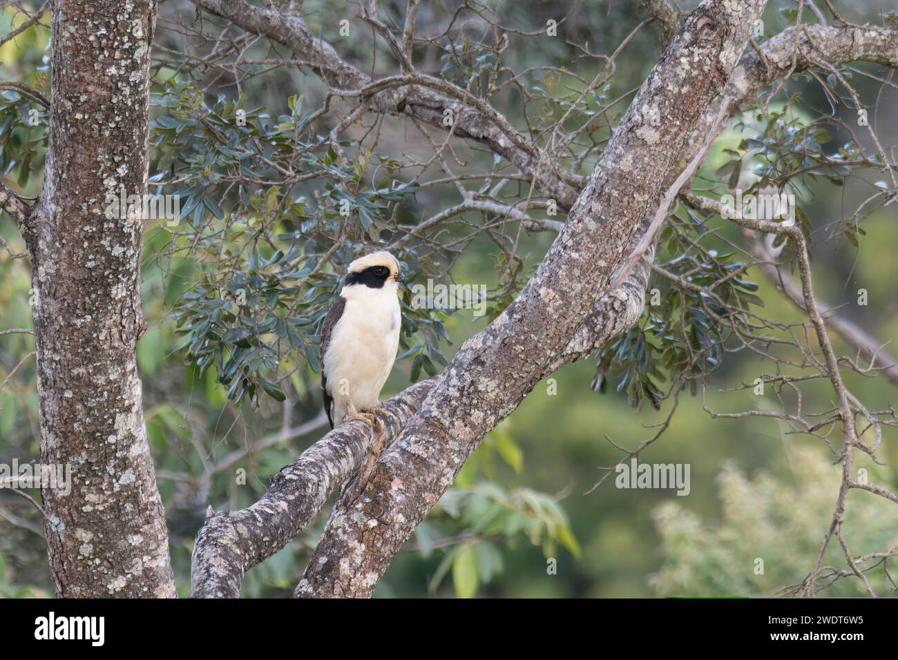 Laughing Falcon (Herpetotheres cachinnans), Parco Nazionale Serra da Canastra, Minas Gerais, Brasile, Sud America Foto Stock