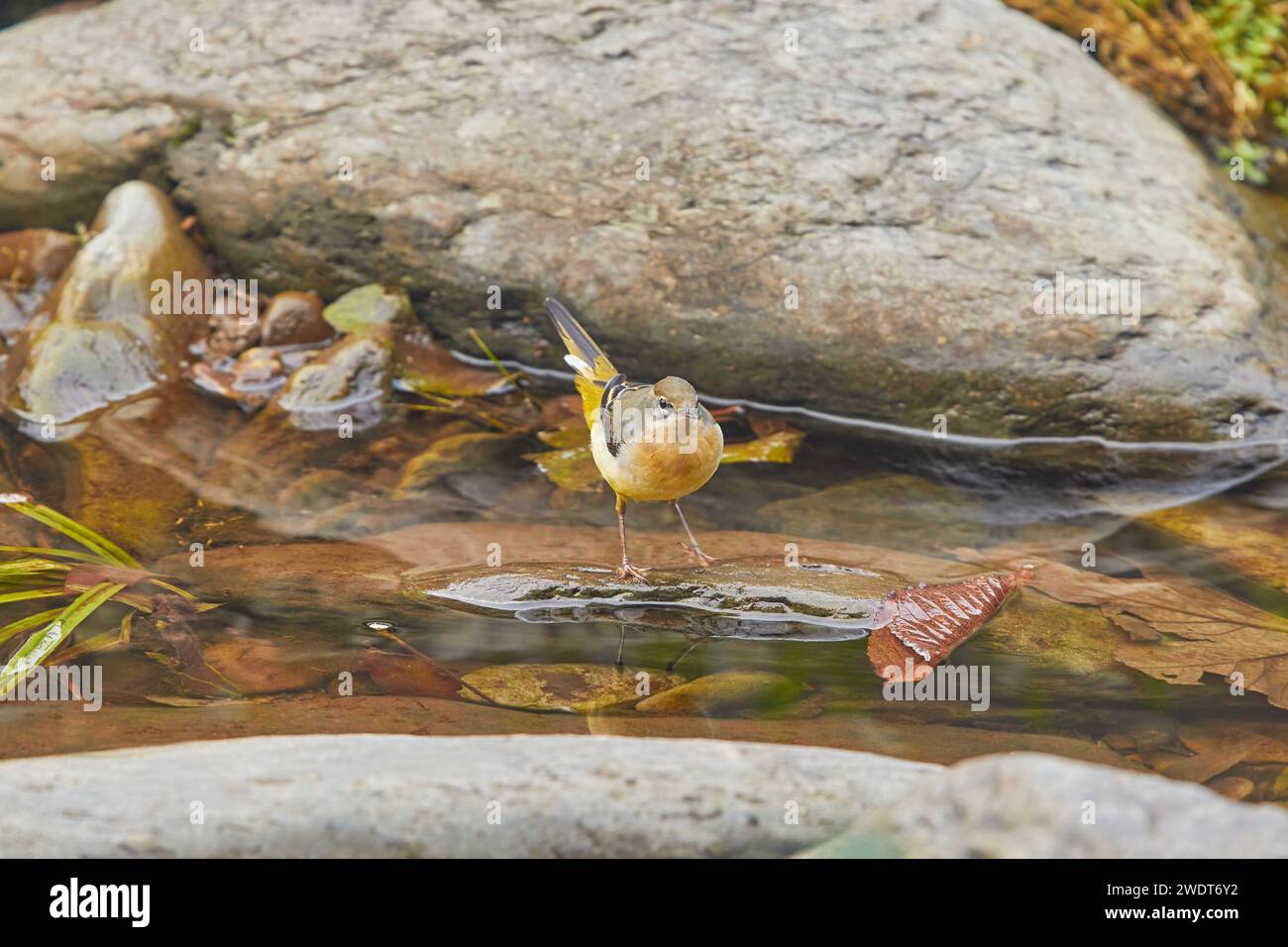 Una coda di Wagtail grigia (Motacilla cinerea), che in genere si schizza nelle acque basse accanto alle rocce in un ruscello che scorre velocemente, sull'East Lyn River Foto Stock