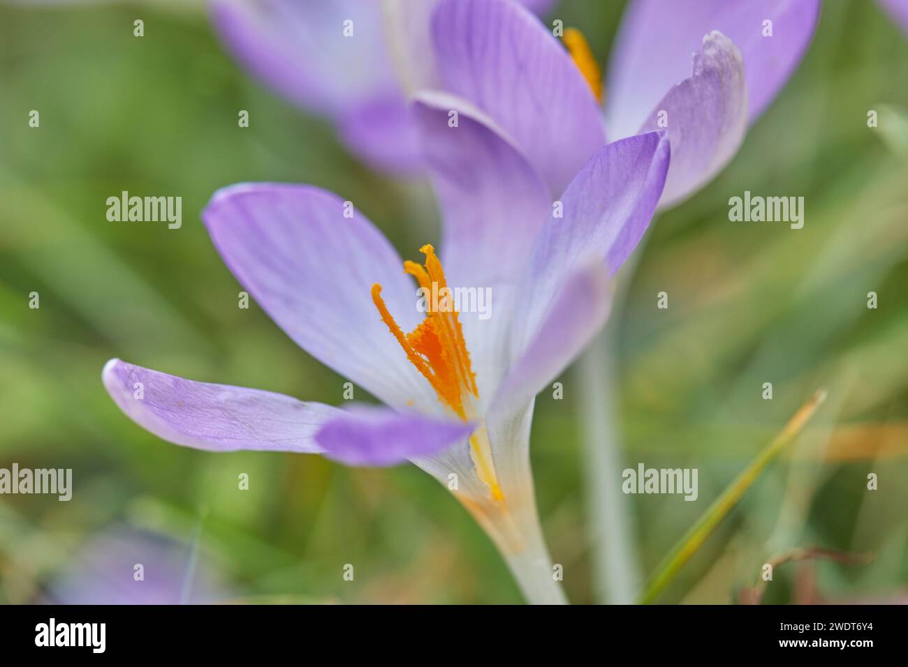 Croci viola in fiore all'inizio della primavera, uno dei primi fiori ad annunciare l'arrivo della primavera, in Devon, Inghilterra, Regno Unito, Europa Foto Stock