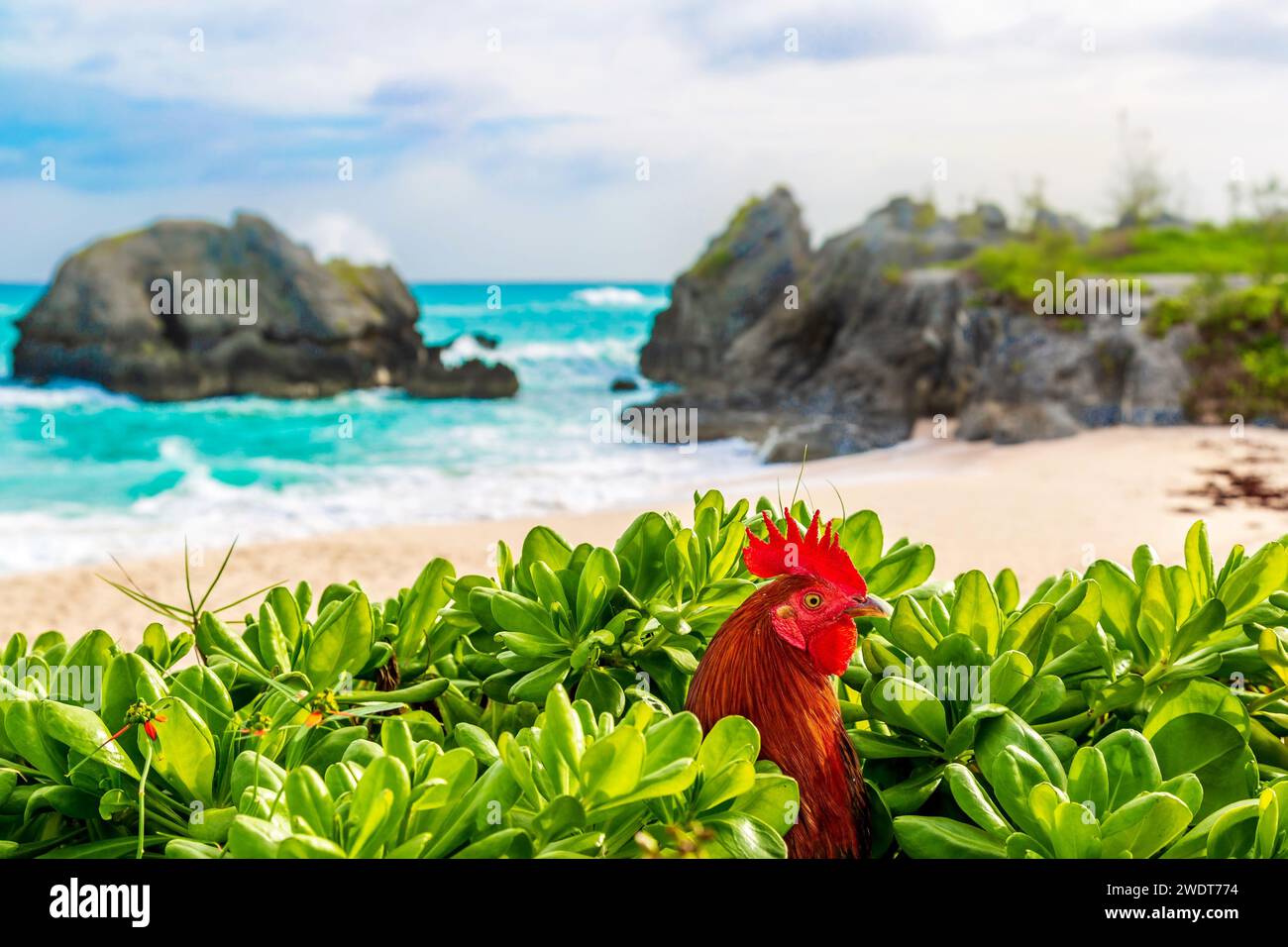 Gallo selvatico a Warwick Long Bay Beach, South Shore, Bermuda, Atlantic, Nord America Foto Stock