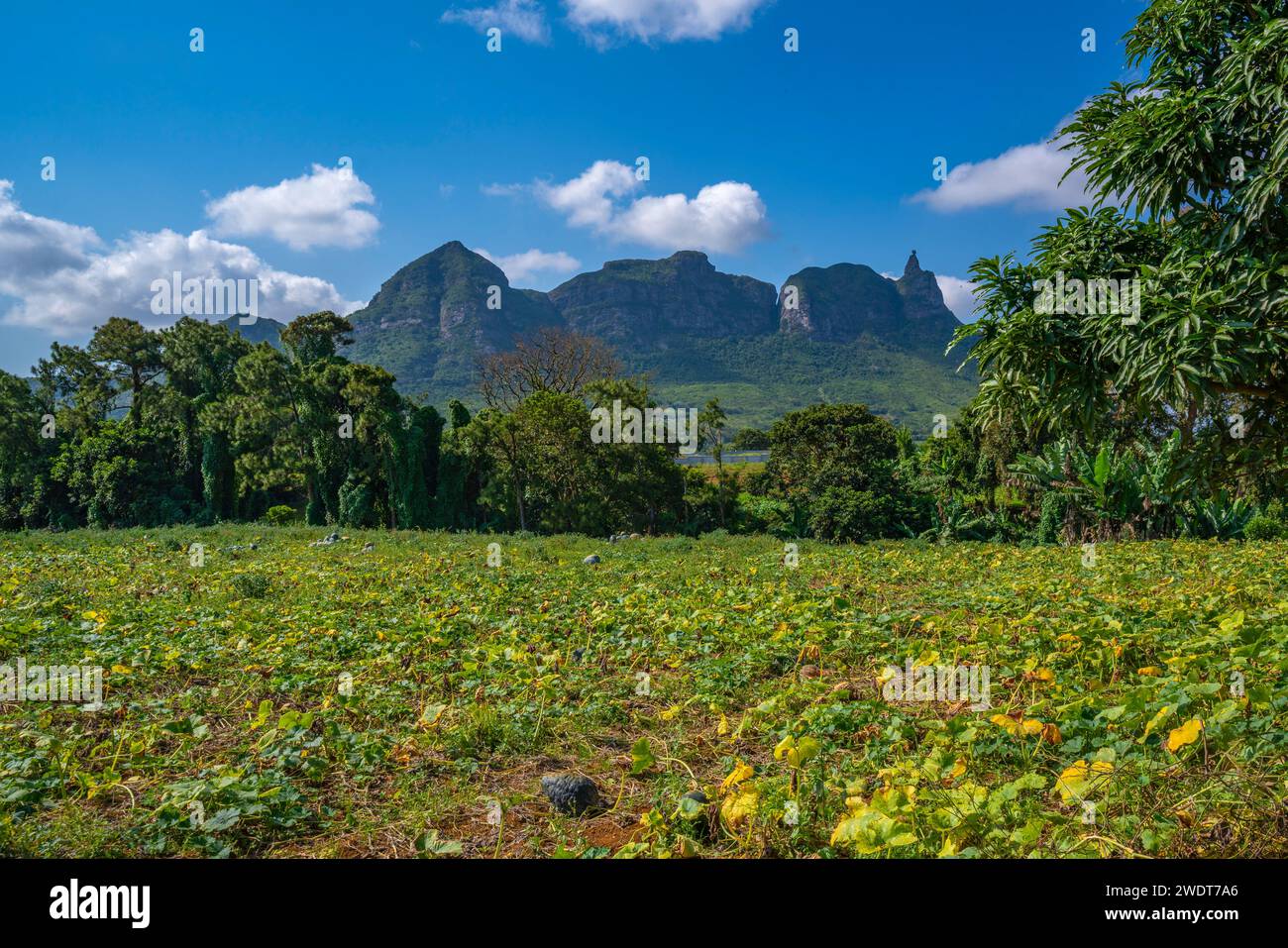 Vista della fattoria e delle montagne dai pressi di Ripailles, Mauritius, Oceano Indiano, Africa Foto Stock