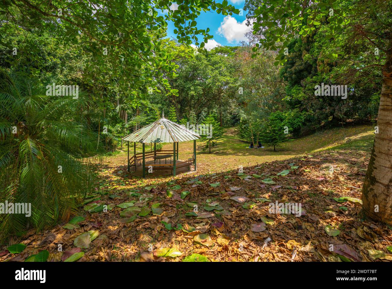 Veduta del Giardino Botanico Sir Seewoosagur Ramgoolam, Mauritius, Oceano Indiano, Africa Foto Stock