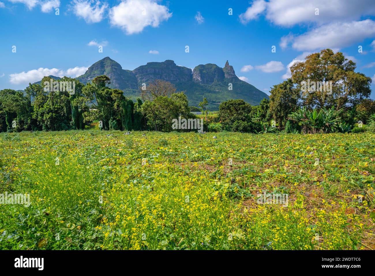 Vista della fattoria e delle montagne dai pressi di Ripailles, Mauritius, Oceano Indiano, Africa Foto Stock