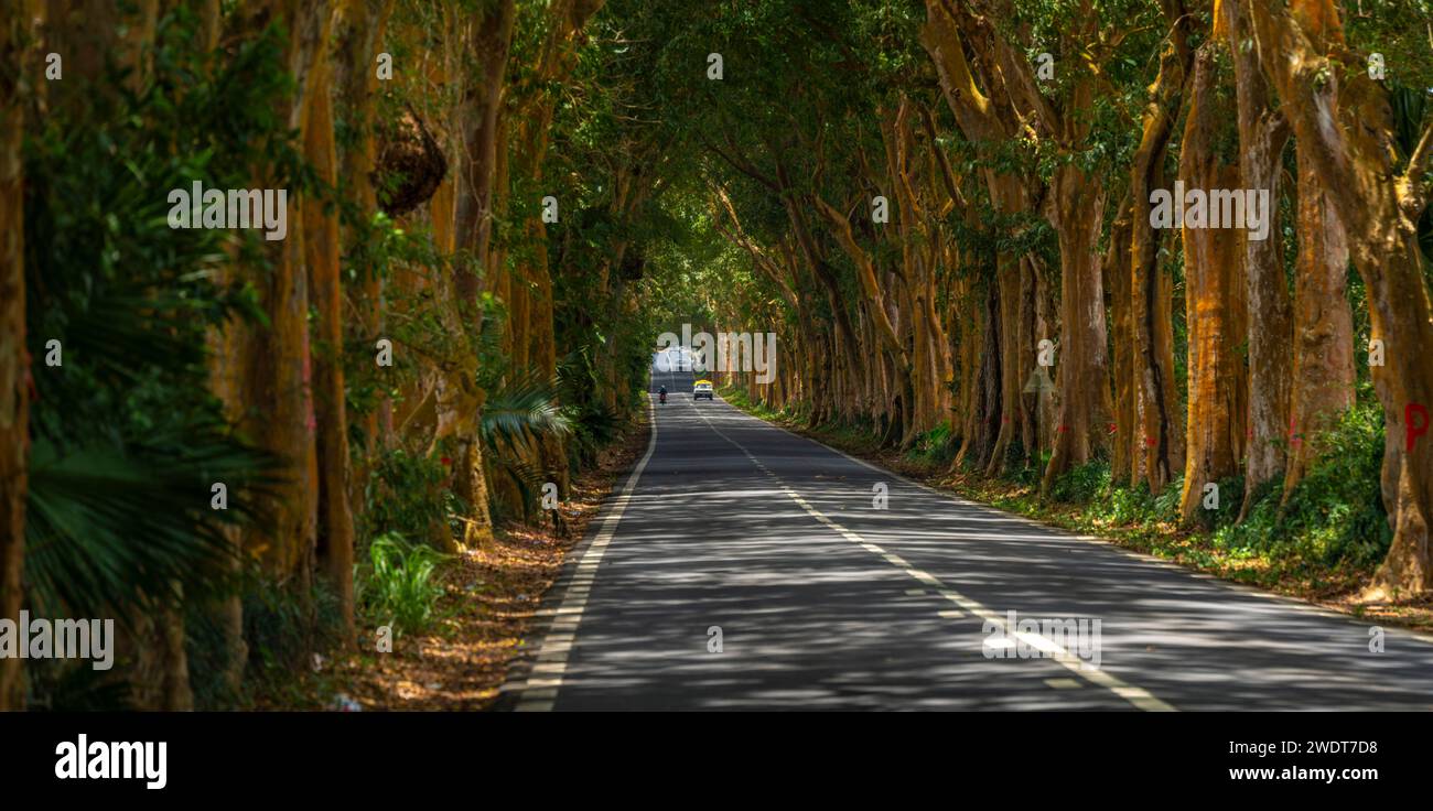 Vista della strada alberata vicino al giardino botanico Sir Seewoosagur Ramgoolam, Mauritius, Oceano Indiano, Africa Foto Stock