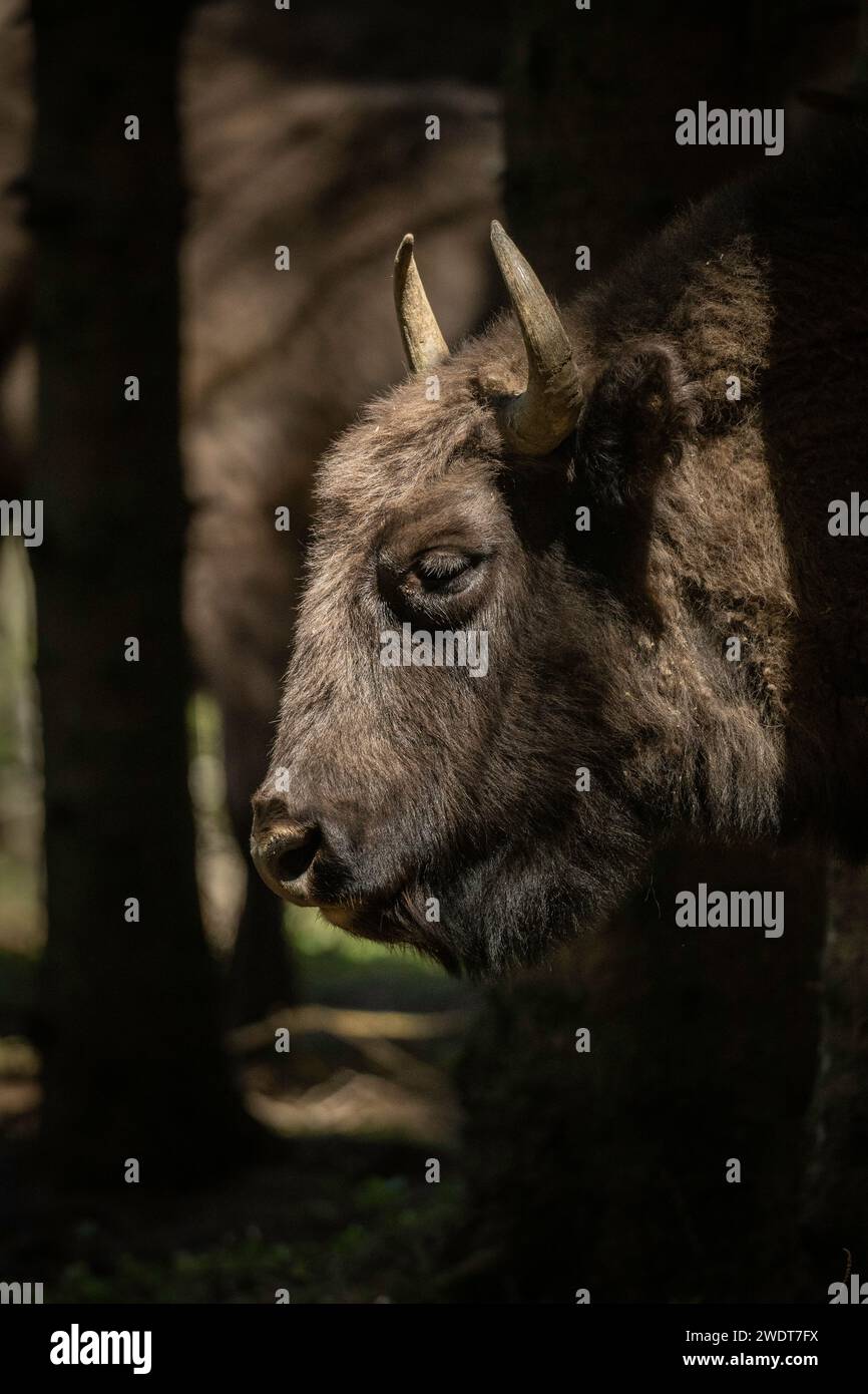 European Bison, Valle di Dambovita, Contea di Arges, Muntenia, Romania, Europa Foto Stock