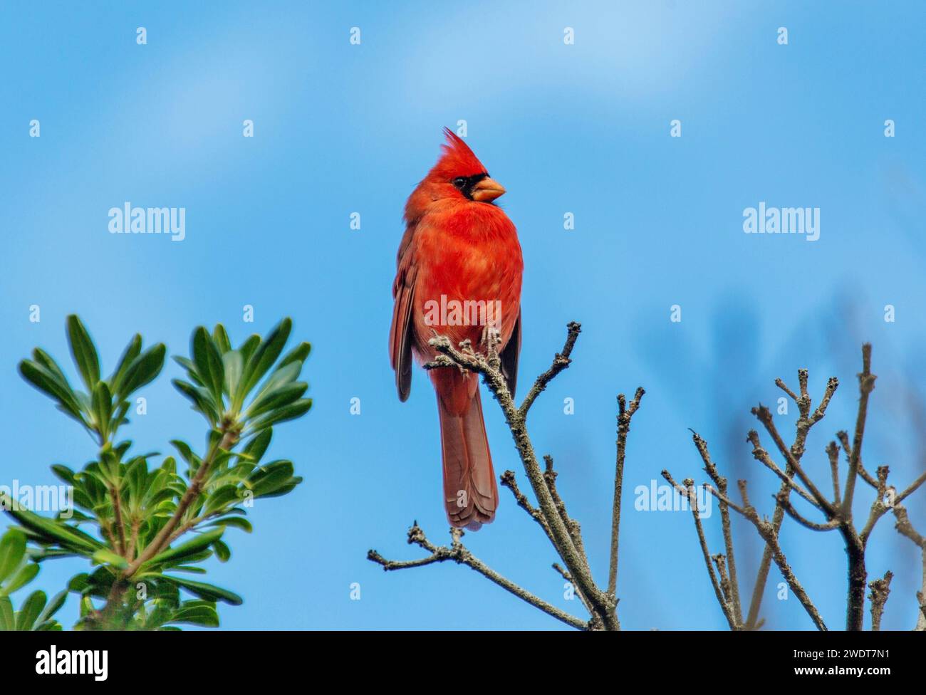 Cardinale del Nord maschio (Cardinalis cardinalis), un uccello songbird di medie dimensioni comune nel Nord America orientale, Bermuda, Atlantico, Nord America Foto Stock