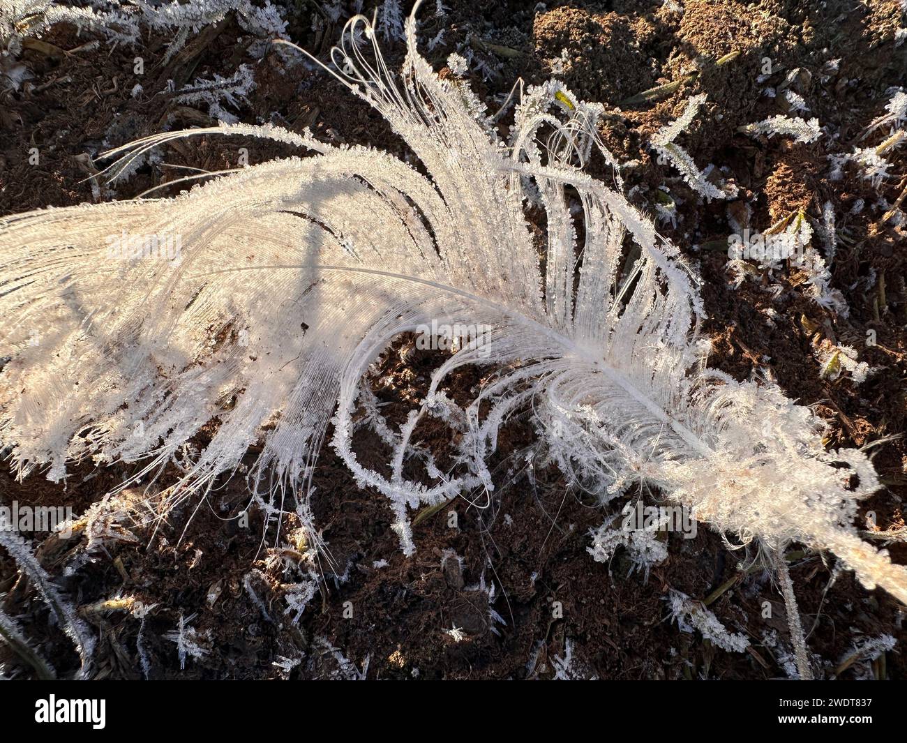 Una vista ravvicinata di una piuma di cigno bianca ricoperta di gelo su un freddo monring invernale. Foto Stock