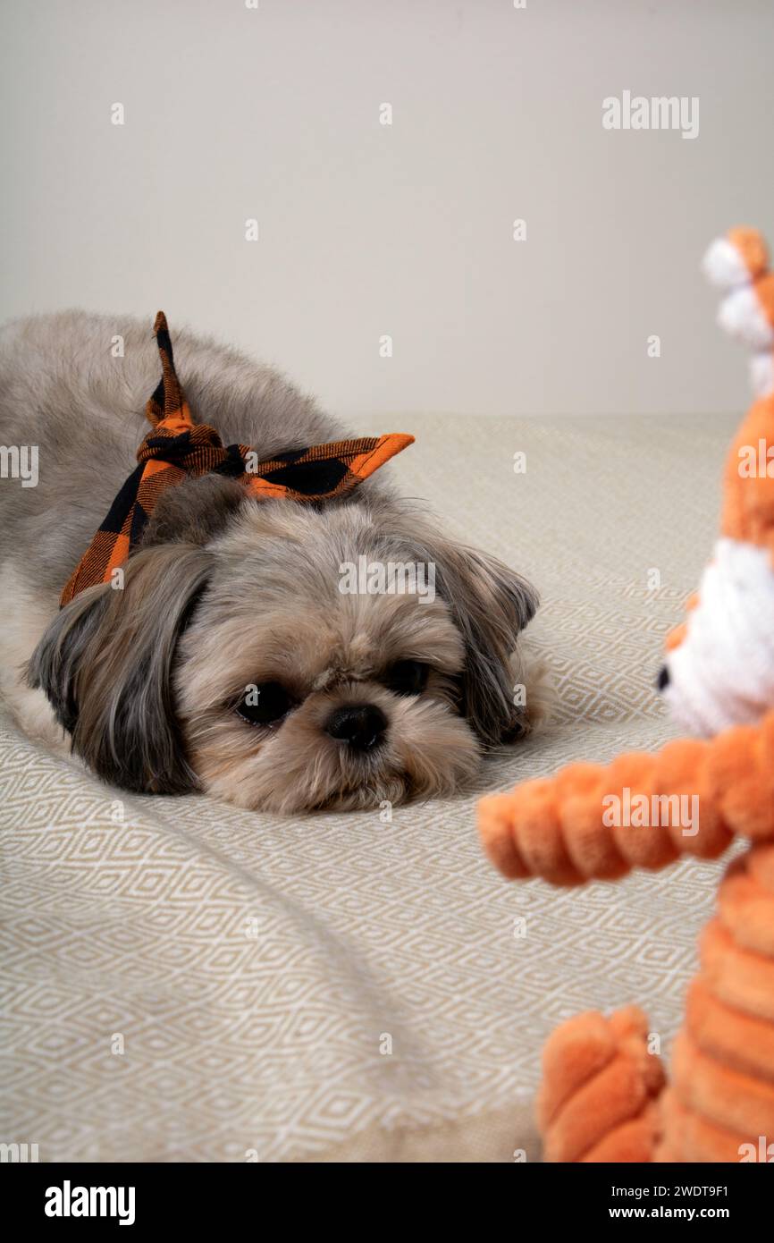 cane, interno, animale domestico, shih tzu, giocattolo, relax, carino, animale, piccolo, adorabile, mammiferi, razza, fotografia, immagine a colori, domestici, temi animali, domestici Foto Stock