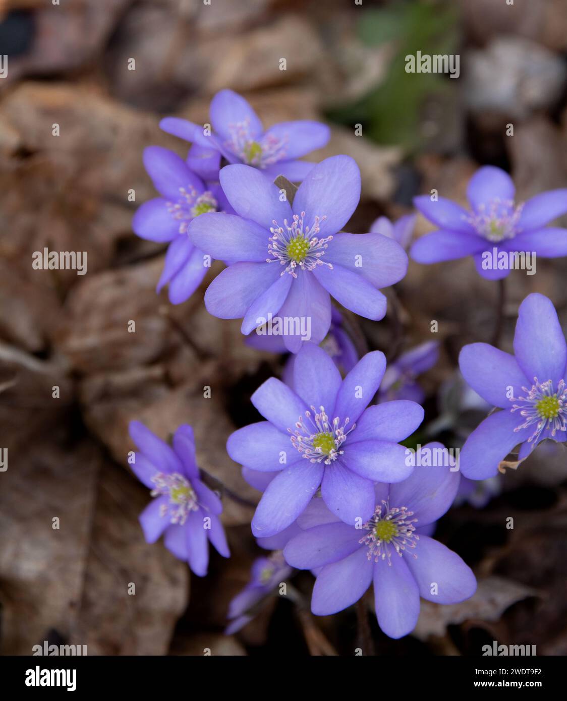 piante da fiore, incolte, natura, primavera, pianta, blu, fioritura, liverwort, outdoor, foresta, fotografia, niente persone, primo piano, primavera, epatica Foto Stock