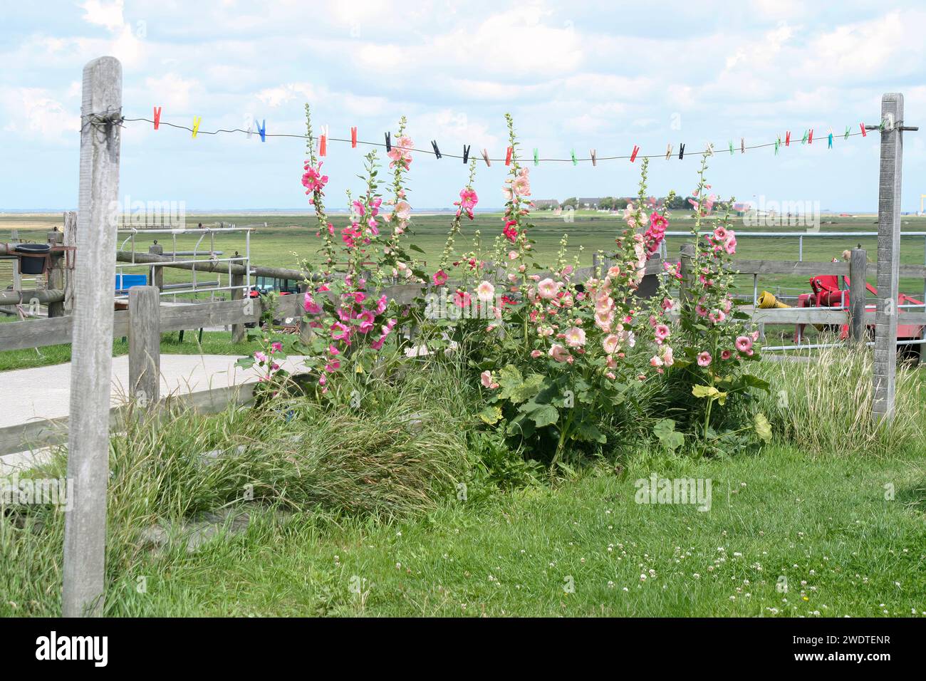 Clothes Line e Common Hollyhocks Foto Stock