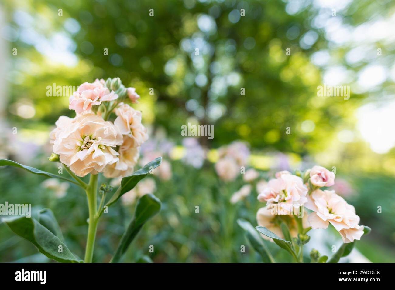 Matthiola incana, o comunemente chiamato Stock. Bella fiori di brodo doppio colorato blush peachy, noto per essere altamente profumato. Matthiola sfondo con Foto Stock