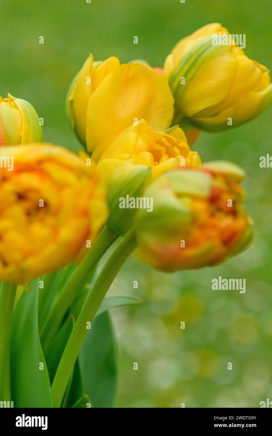 Tulipani Sunlover. Bellissimi tulipani in stile peonia di colore giallo arancio. Foto Stock