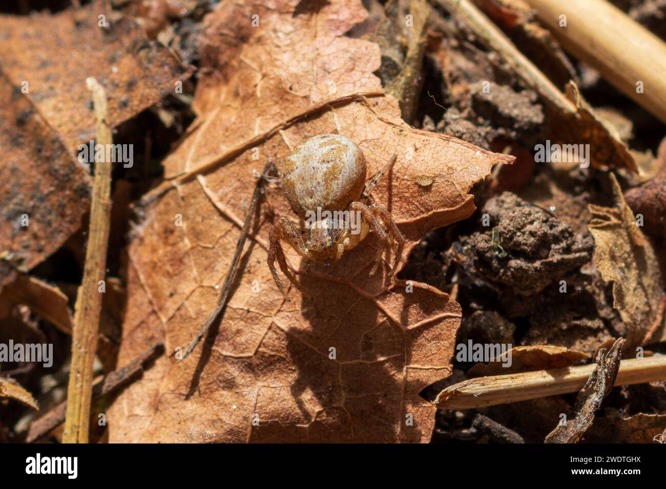Xysticus, ragni di granchio macinati Foto Stock