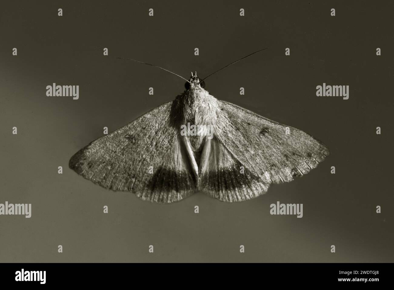 Helicoverpa armigera, Cotton Bollworm Moth Foto Stock