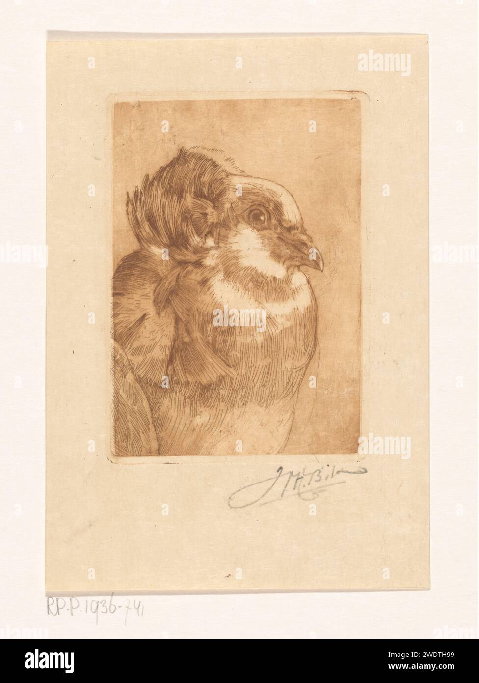 Studio di un piccione, Willem Hendrik Bik, c. 1890 - nel o prima del 1918 stampare la testa di un piccione. carta. stampa di colombe d'inchiostro, piccioni Foto Stock Studio di un piccione, Willem Hendrik Bik, c. 1890 - nel o prima del 1918 stampare la testa di un piccione. carta. stampa di colombe d'inchiostro, piccioni Foto Stock