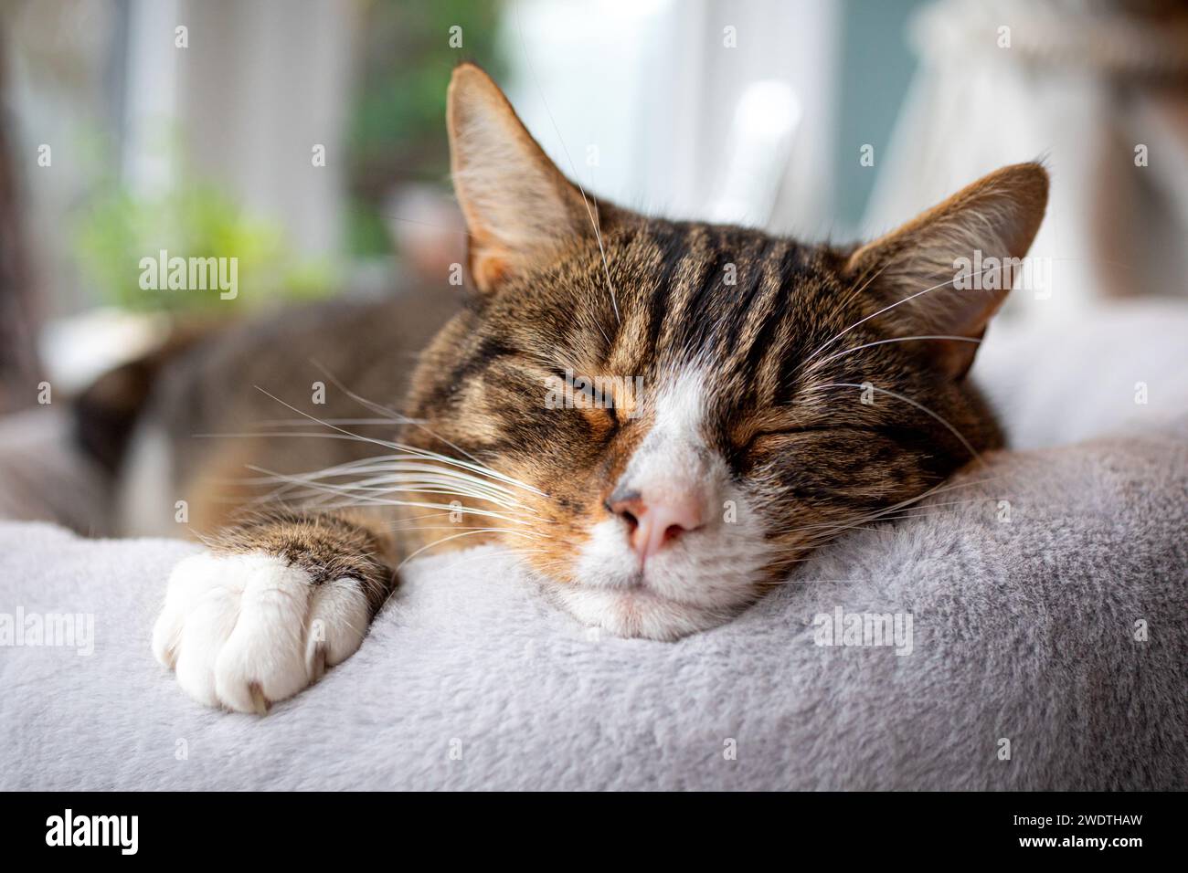 Il gatto Tabby dorme sul letto di gatto. Shaun Fellows / Alamy Foto Stock