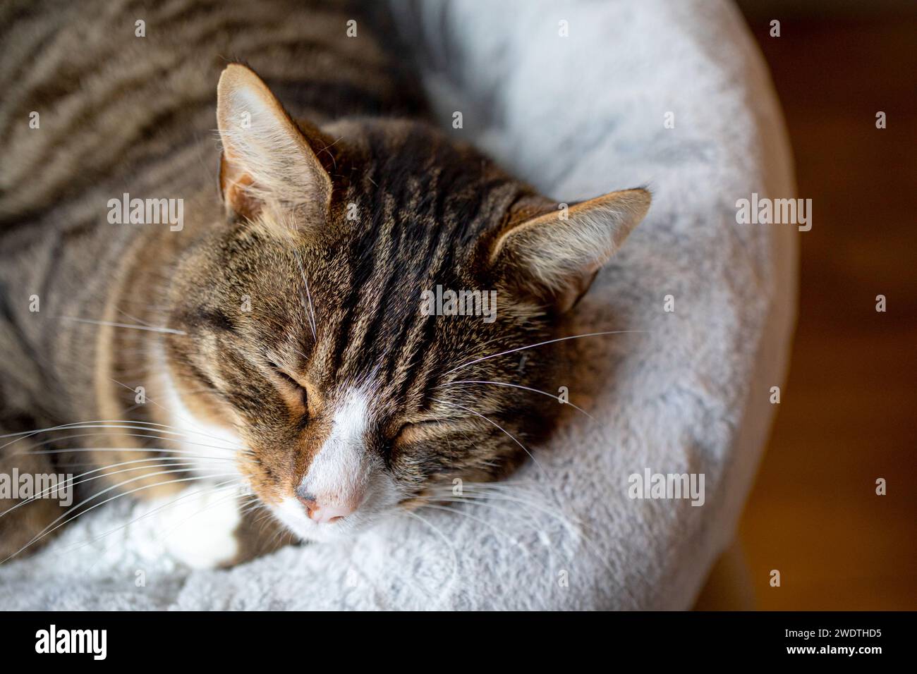 Il gatto Tabby dorme sul letto di gatto. Shaun Fellows / Alamy Foto Stock