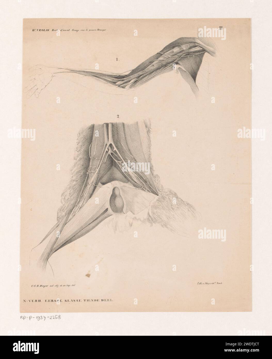Anatomie di a Lori, Christian Gerhard Rudolf Meijer, 1843 stampa la prima immagine mostra i muscoli nel braccio. La seconda immagine mostra l'interno della parte inferiore dell'addome. Scimmie di carta di Amsterdam, scimmie. modello anatomico delle vene, vena-uomo Foto Stock