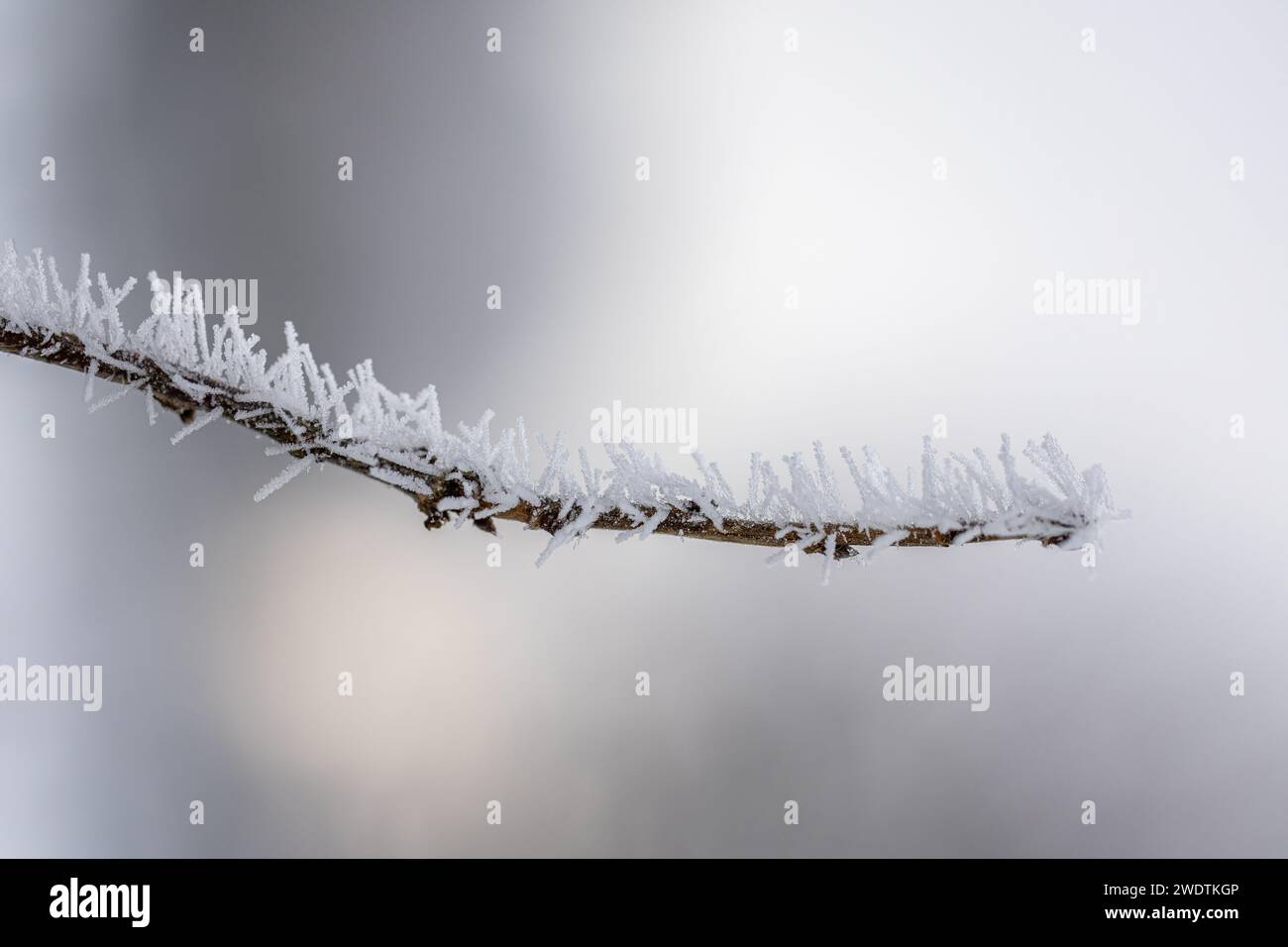 Il ghiaccio a costine spiky copre una diramazione su uno sfondo leggero e morbido. Aghi di ghiaccio su un ramo. Cristalli Hoarfrost che ricoprono un ramo. Ramo d'albero cristallizzato. Foto Stock