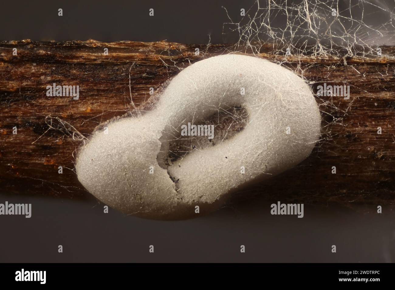 Didimio difforme, uno stampo di melma che cresce sul petiolo di foglie di rowan in Finlandia, immagine al microscopio della sporangia Foto Stock