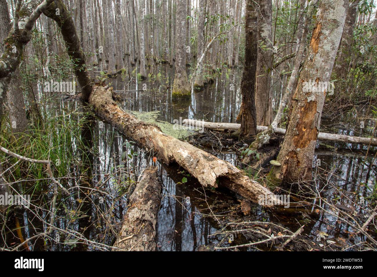 Un tronco caduto in una foresta di alberi di Tupelo d'acqua, Nyssa aquatica, in una palude nel Panhandle della Florida settentrionale. Foto Stock