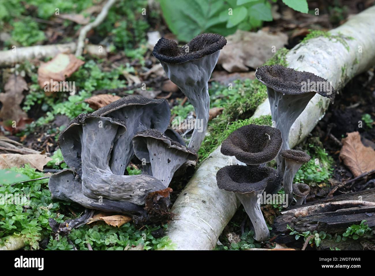 Craterellus cornucopioides, comunemente noto come il Corno d'abbondanza, canterelle nere o tromba dei morti, funghi selvatici dalla Finlandia Foto Stock