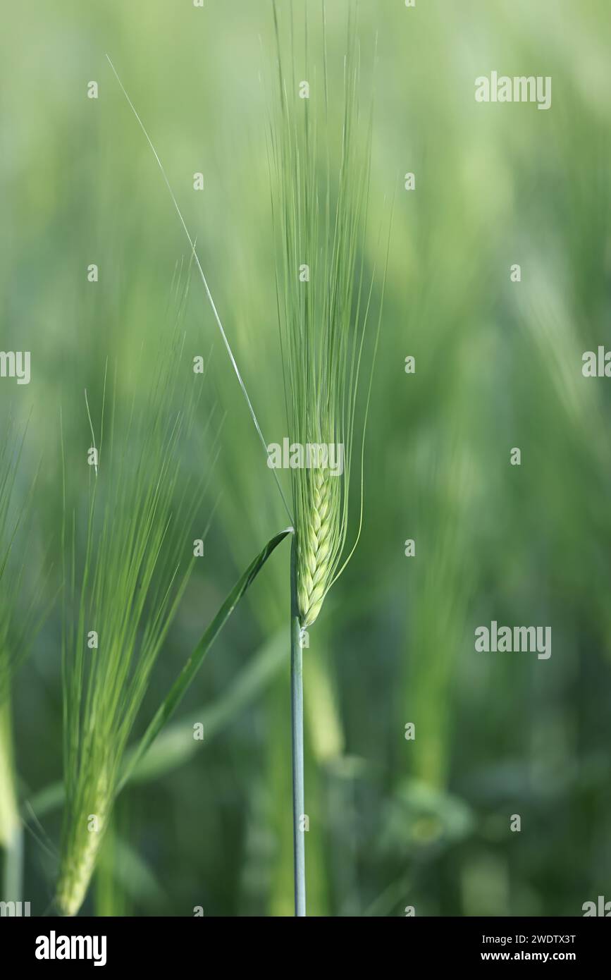 Primo piano di Barley, Hordeum vulgare Foto Stock