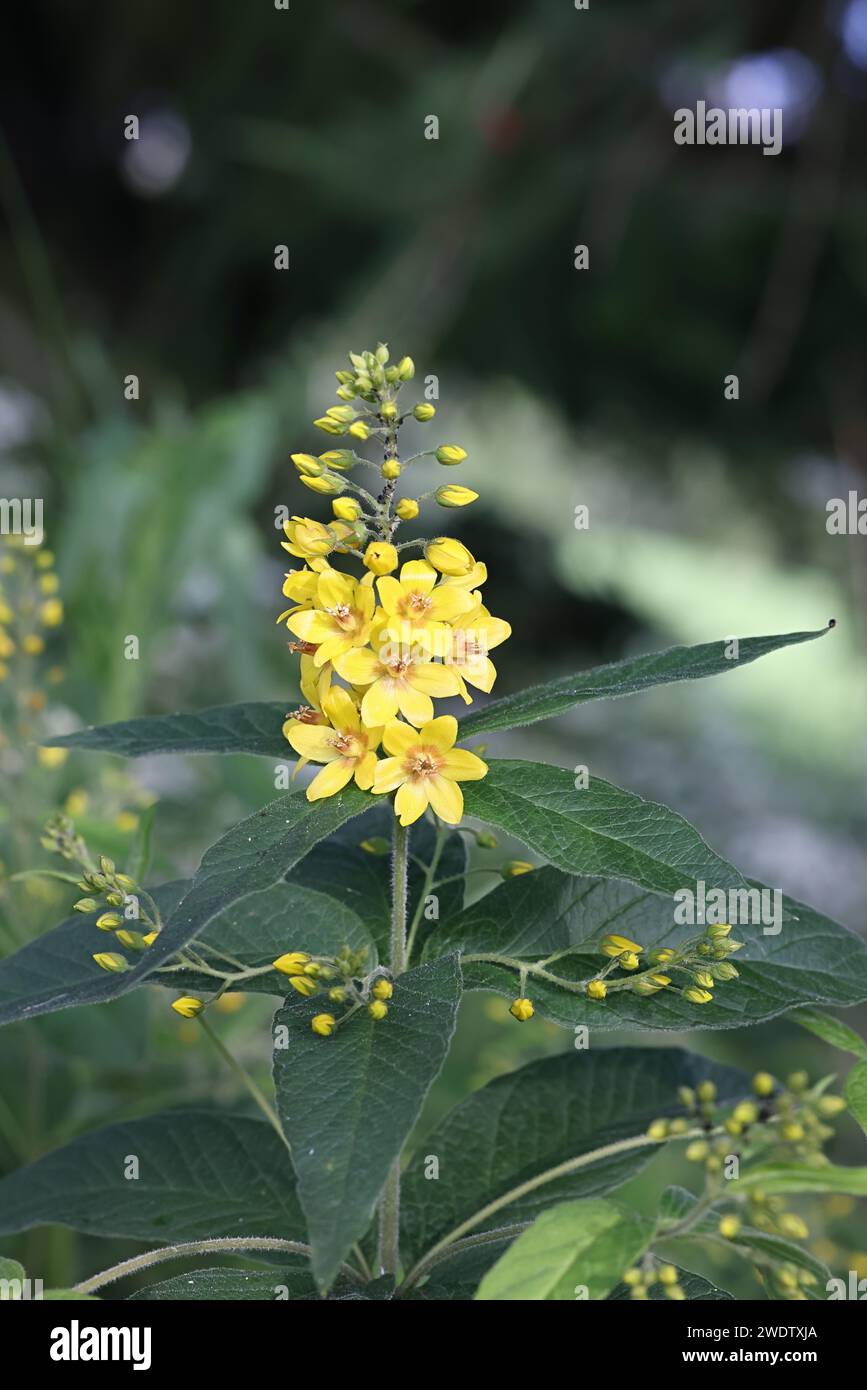 Loosestrife giallo, Lysimachia vulgaris, noto anche come Garden loosestrife o Yellow Garden loosestrife, pianta a fiore selvatico proveniente dalla Finlandia Foto Stock