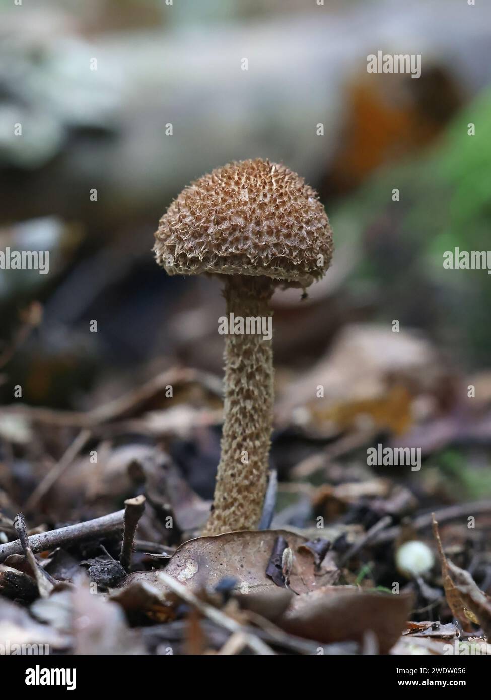 Inocybe hystrix, noto come scaly fibrecap, fungo selvatico proveniente dalla Finlandia Foto Stock