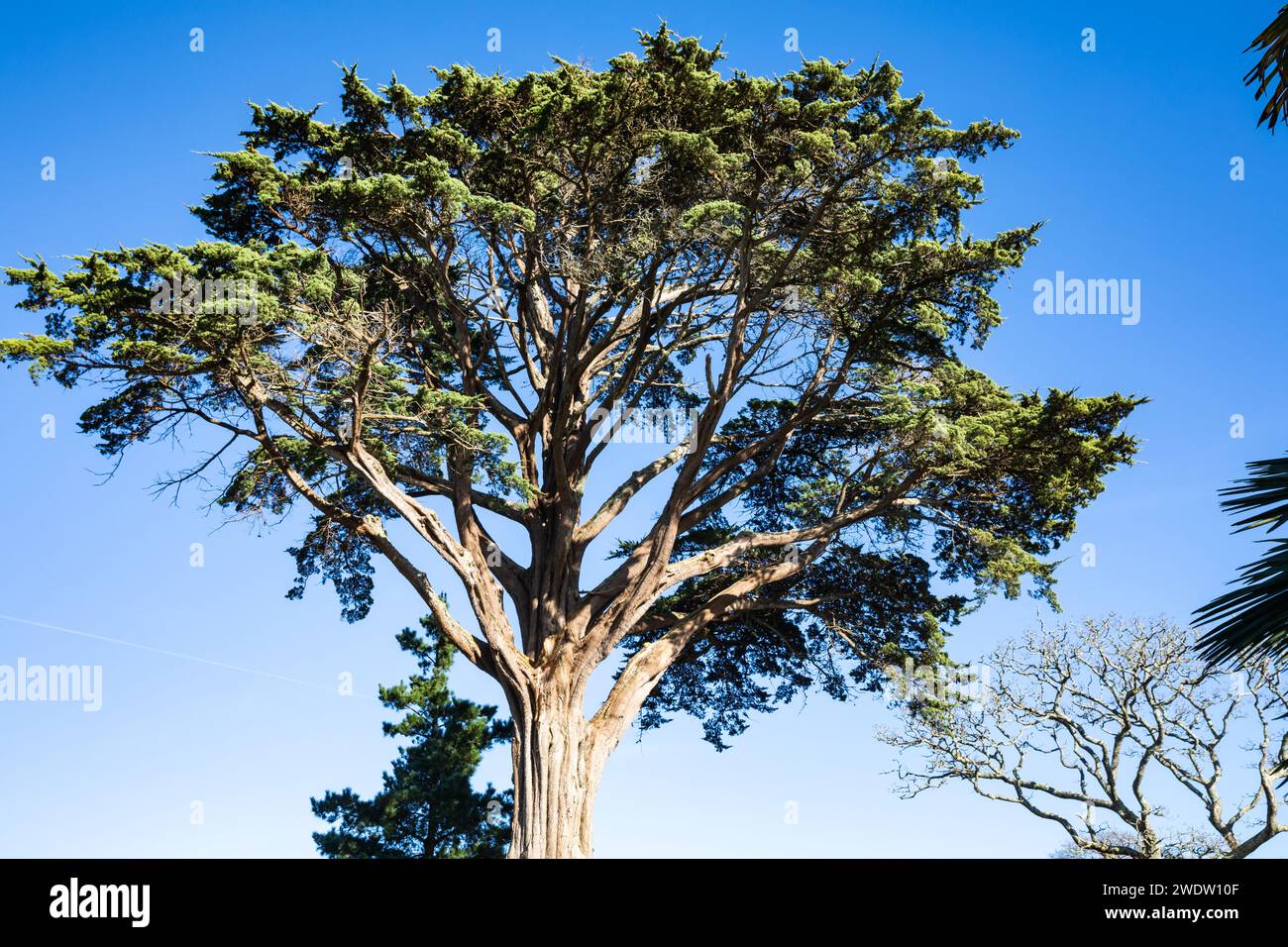 Un alto albero solitario in una soleggiata giornata invernale al Trebah Garden in Cornovaglia Foto Stock