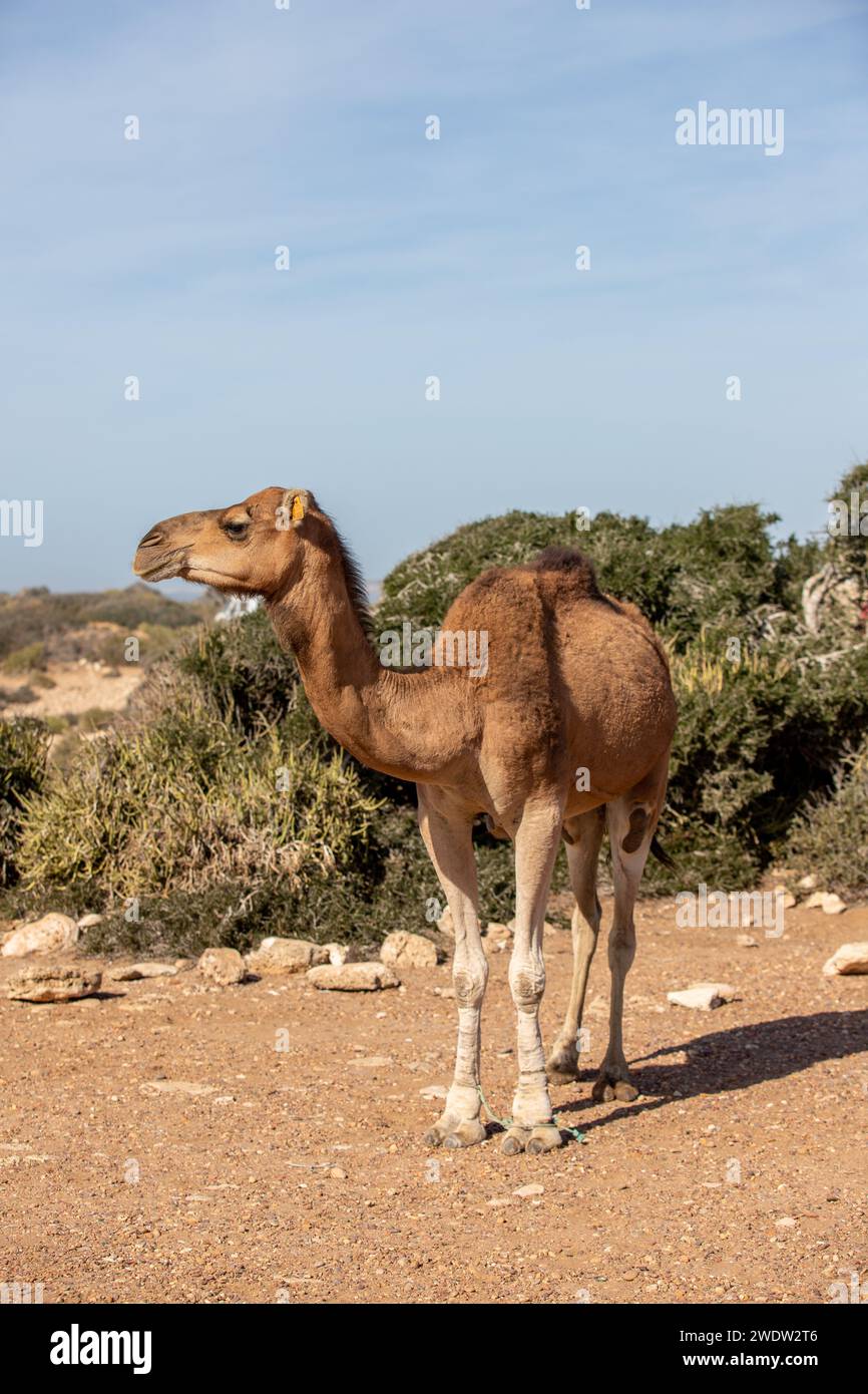 Un dromedario nel deserto del Marocco e città chiamata Sidi Kaouki. Foto Stock