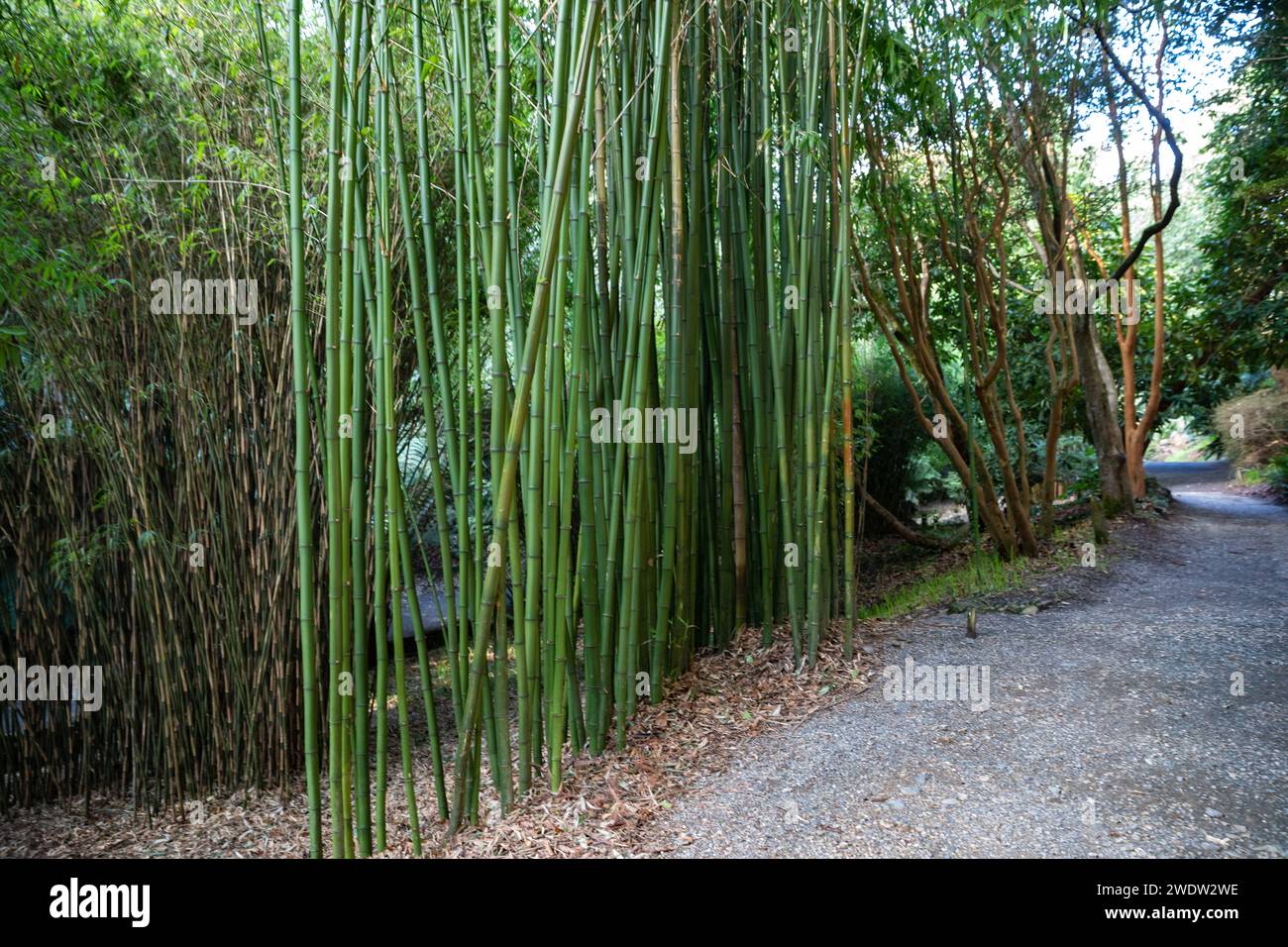Bambù che cresce in una giornata invernale soleggiata nel Trebah Garden in Cornovaglia Foto Stock