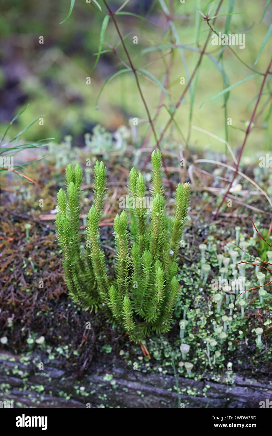 Huperzia selago, commonlöy conosciuta come Firmoss settentrionale o clubmoss di abete, pianta selvatica proveniente dalla Finlandia Foto Stock