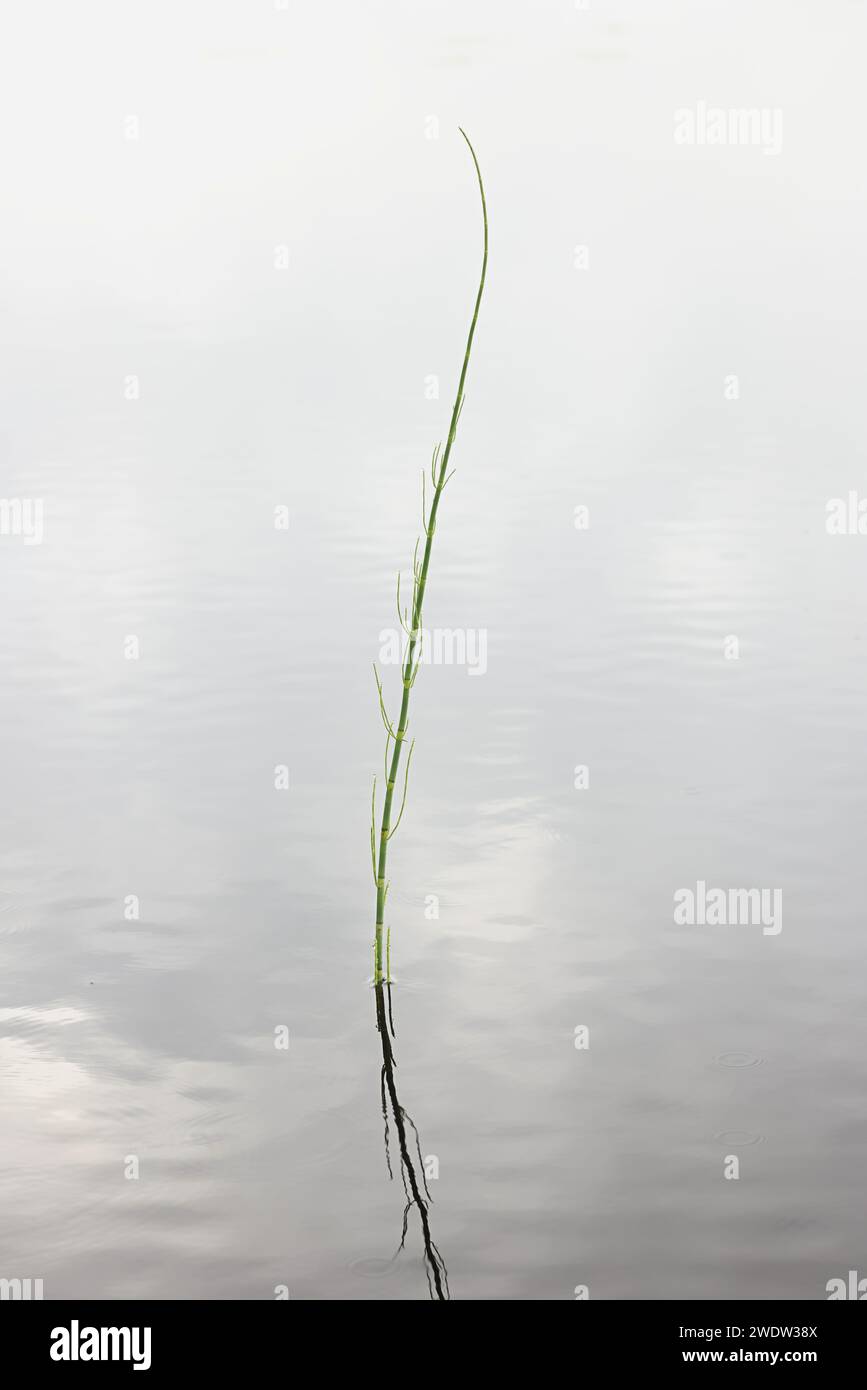 Equiseto d'acqua, Equisetum fluviatile, noto anche come equiseto palude, pianta vascolare selvatica proveniente dalla Finlandia Foto Stock