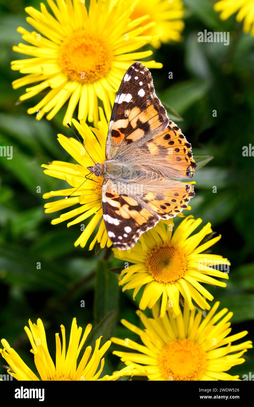 Cardo - Vanessa Cardui su Rauhaaric Alant - Pentanema Hirtum Foto Stock