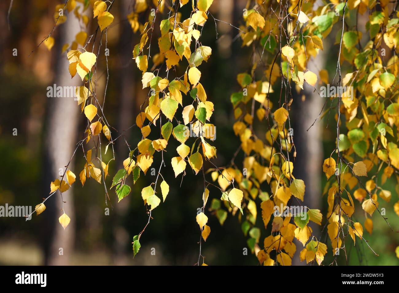 foglie gialle sull'albero, all'inizio dell'autunno. Foto di alta qualità Foto Stock