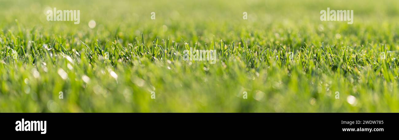 Sfondo estivo. Primo piano sull'erba verde. Foto Stock