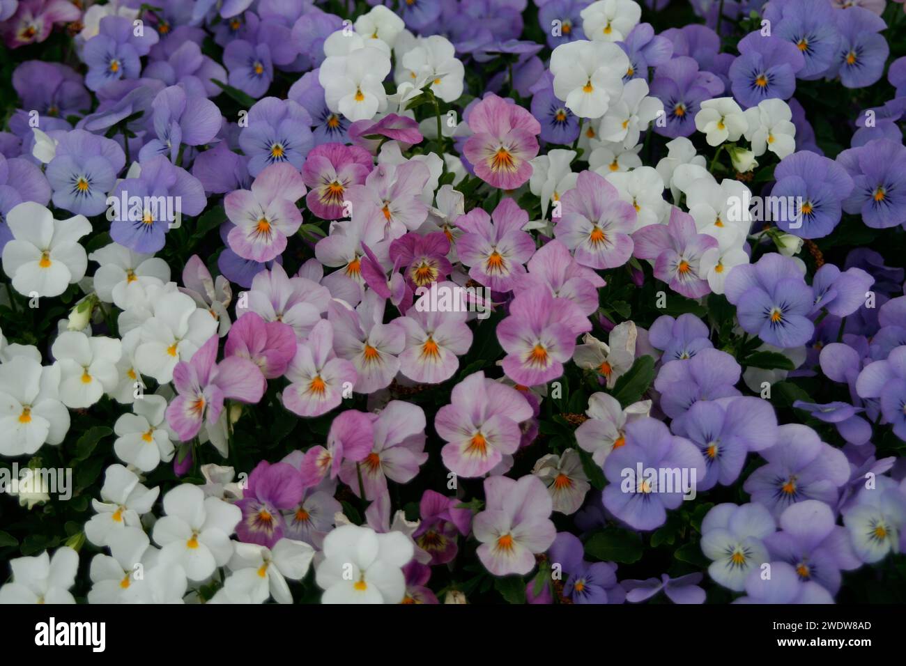 Viola corna Foto Stock